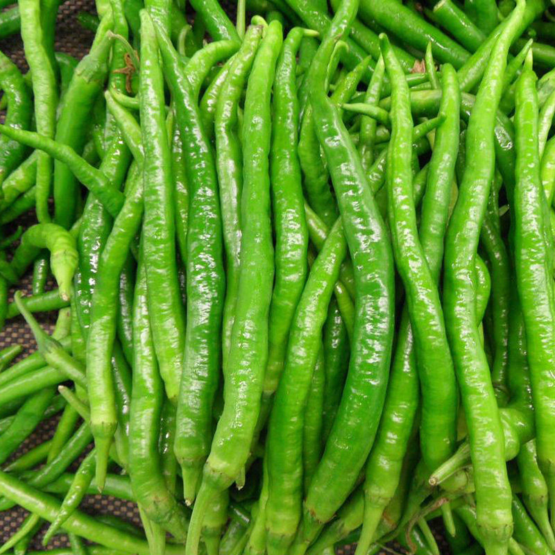 正宗杭椒种子 四季播阳台盆栽种菜杭椒一号辣椒种子 大田菜园种植