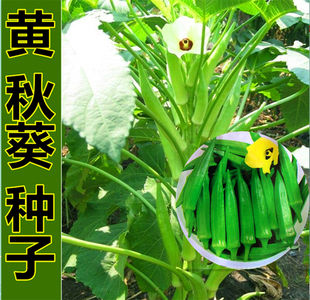 黄秋葵种子 杨贵妃角葵卡里巴五福籽 高营养蔬菜籽阳台庭院四季播