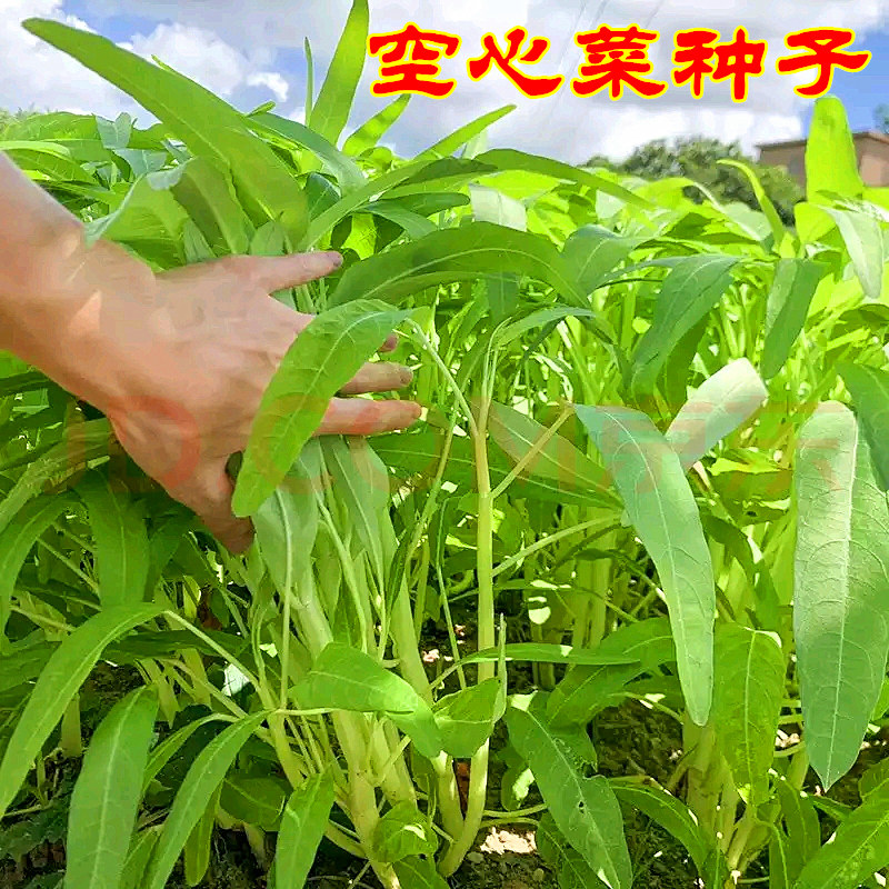青水培蔬菜价格 青水培蔬菜图片 星期三