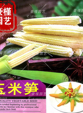 玉米种子苞米鲜食种籽甜脆蔬菜籽