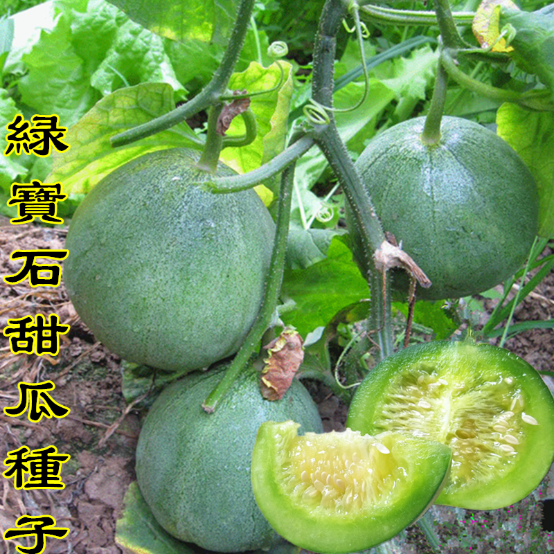 绿宝石甜瓜种子 高产高糖绿宝石薄皮白玉蜜瓜羊角蜜红壤酥 香瓜籽