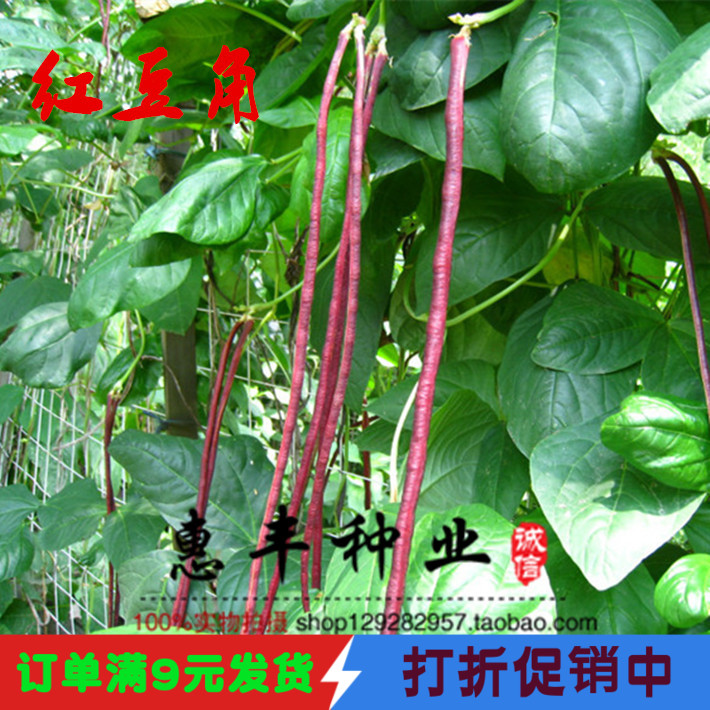 红豆角种子 家庭菜园易种豇豆种子 四季豆种子 春秋可播种 高产