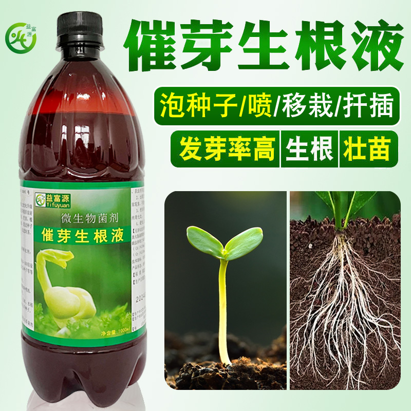 催芽生根液生姜黄精白芨育苗移栽