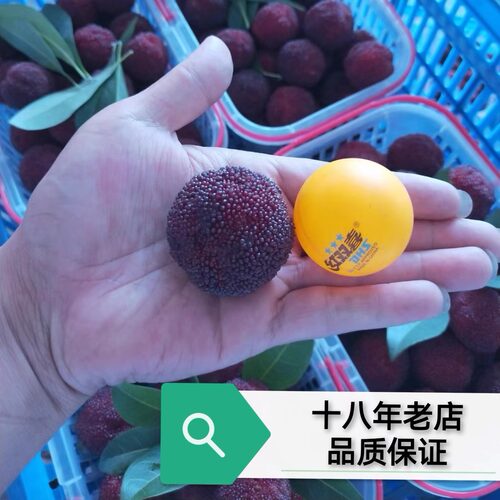 仙居特产新鲜水果东魁杨梅