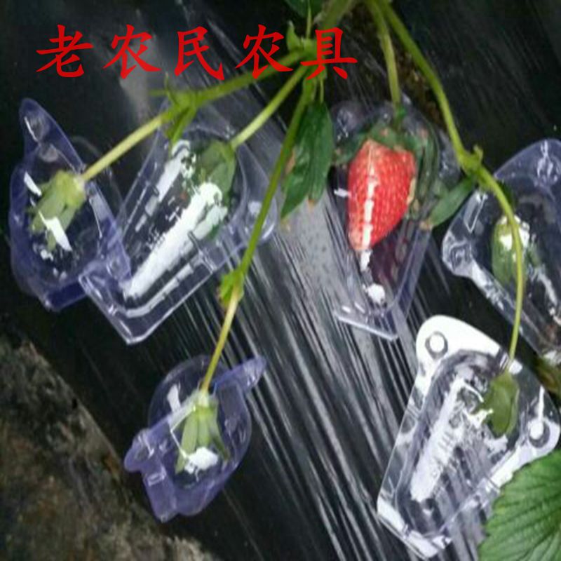 草莓保护套草莓种植保护壳草莓防鸟套草莓包装盒草莓塑料槽1斤装