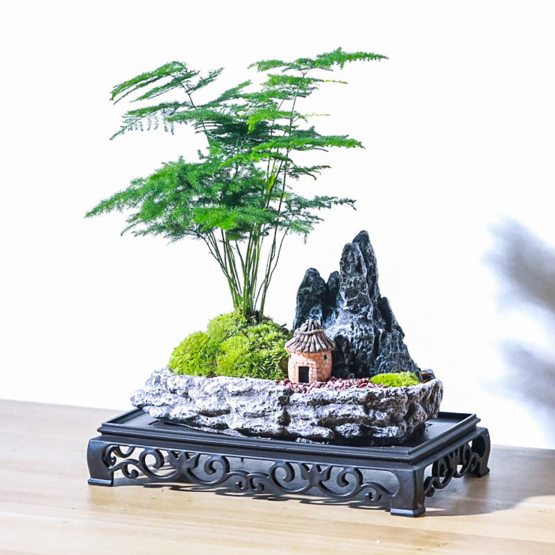 文竹盆栽室内办公室种好成品发货