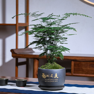 大文竹盆栽植物四季 常青室内办公室桌面花卉绿植净化空气茶桌盆景