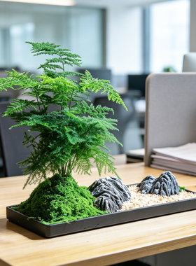 成品发货文竹小盆景室内送礼品领导老师办公室茶桌摆件绿植物盆栽