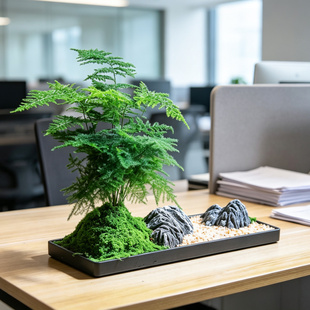 成品发货文竹小盆景室内送礼品领导老师办公室茶桌摆件绿植物盆栽