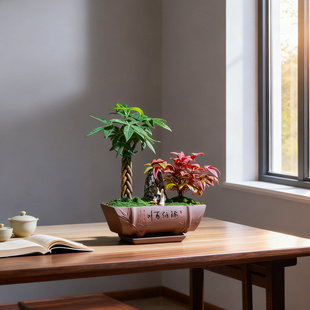 发财树南天竹组合盆栽室内领导办公室禅意盆景商务送礼茶桌面摆件