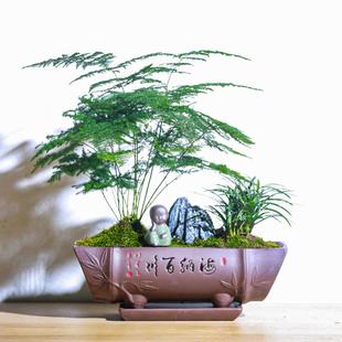 文竹小盆栽竹子新中式 禅意茶室微景观室内办公室花卉绿植盆景植物