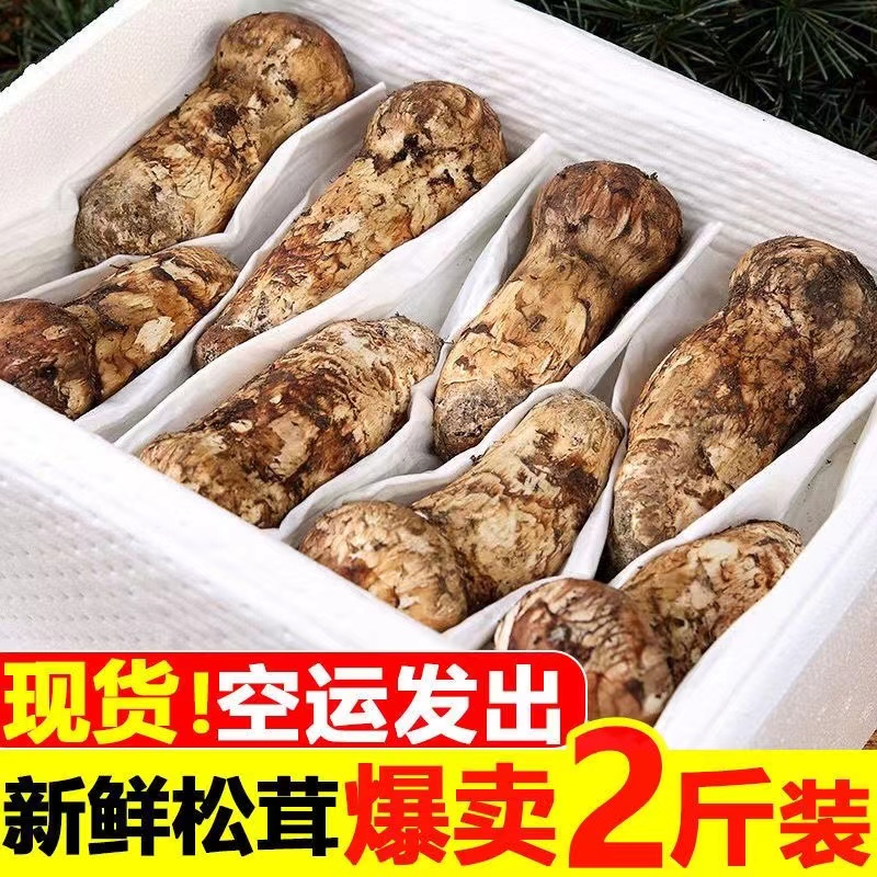 2024现挖新鲜松茸空运冷链出口特级野生菌子香格里拉500g云南高原