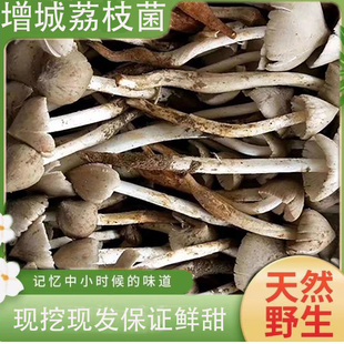 荔枝菌野生新鲜荔枝菇食用菌磨菇增城五月菇鸡枞菌肉爽清甜美味