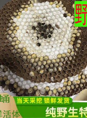 蜂蛹新鲜野生活体带巢马蜂蛹黑尾虎头蜂胡树蜂黄蜂葫芦蜂鲜活蜂虫