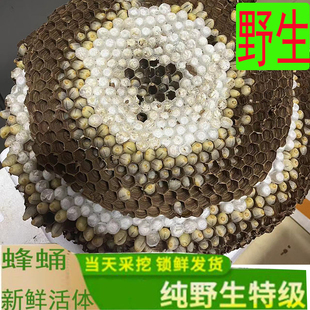蜂蛹新鲜野生活体带巢马蜂蛹黑尾虎头蜂胡树蜂黄蜂葫芦蜂鲜活蜂虫