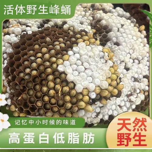 蜂蛹新鲜野生活体马蜂蛹马蜂窝树峰地蜂虎头蜂活蜂蛹带巢鲜活500g