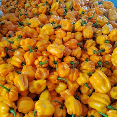 38双重优惠黄灯笼现摘现发包邮