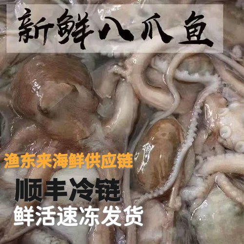 A1深海捕捞长腿八爪鱼涮火锅烧烤海钓鲜活速冻 顺丰冷链