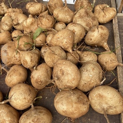 湖北现挖即食特产白水果新鲜萝卜清甜地瓜凉薯农家沙葛土白心番薯