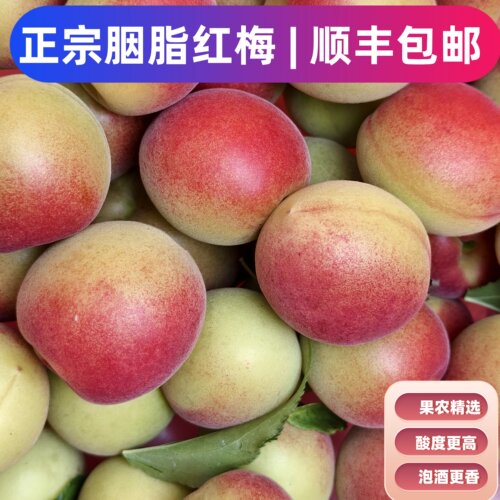 自产自销果园种植胭脂青梅