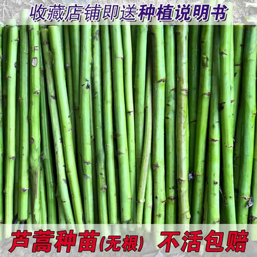 芦蒿无根苗盆栽四季种植现挖包活