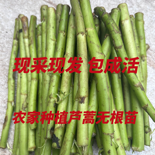 藜蒿苗带根现挖现发易成活