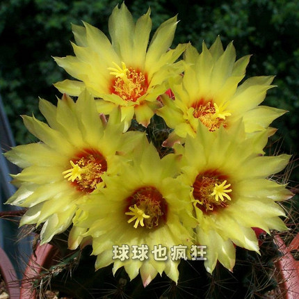 带花苞发货 爱开花 龙王丸左右旋 实生仙人球 易开花开大黄花品种