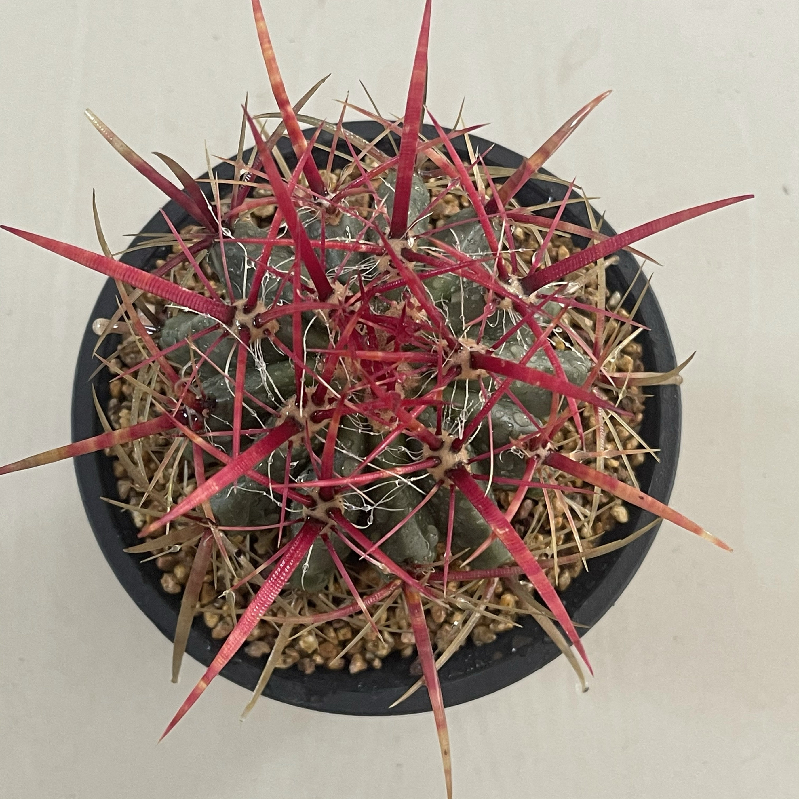精品红虎仙人球大型红刺球好养开花室内外可养强刺耐旱一物一拍