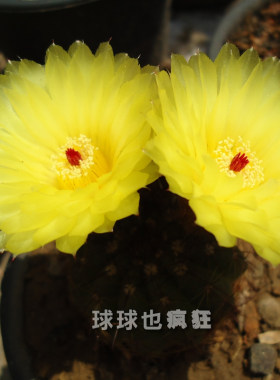 开花植物防辐射桌面仙人球