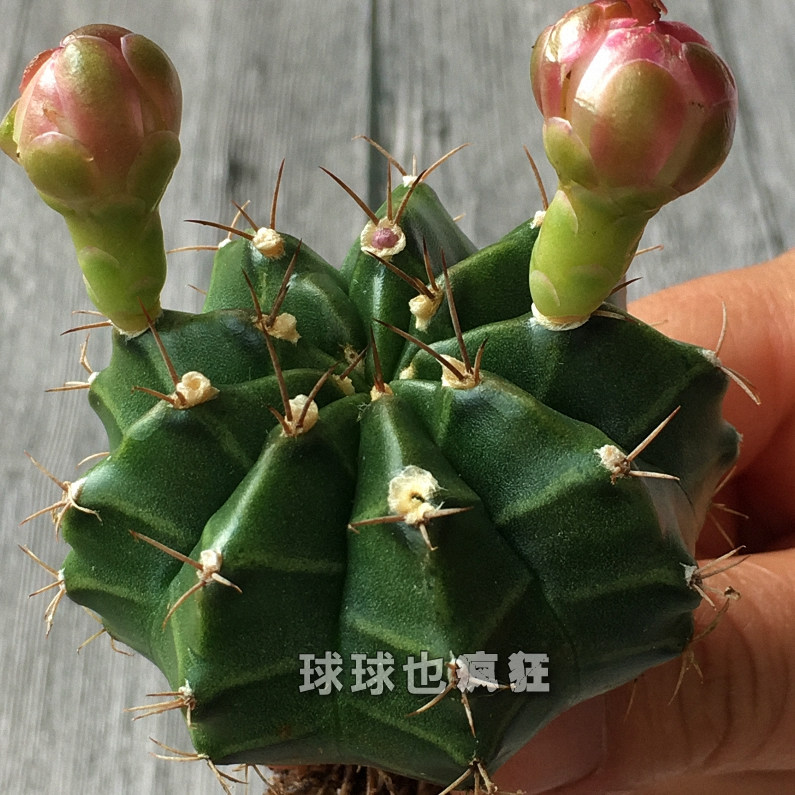 球球也疯狂 瑞云牡丹 裸鄂属 实生仙人球 稀有易开花大花美花品种