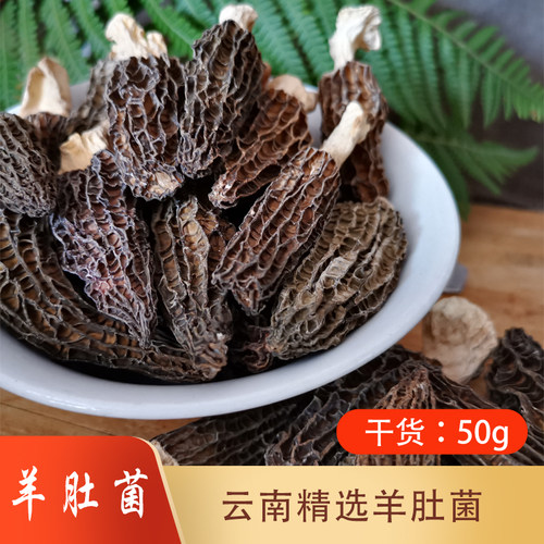 0云南特产野生煲汤新鲜羊肚菌