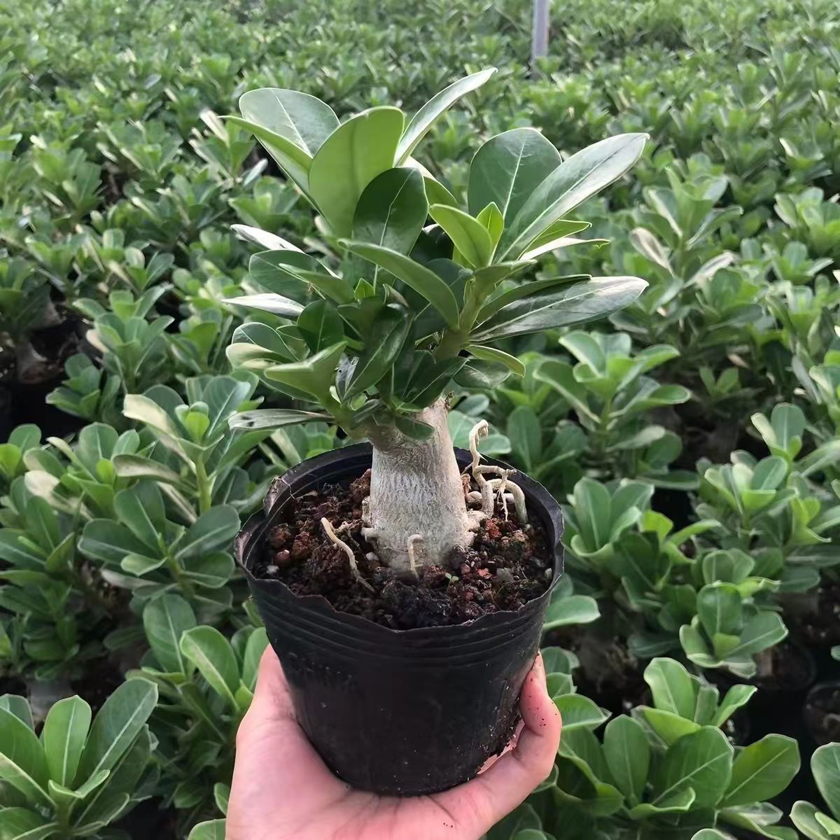 沙漠玫瑰盆栽办公室内阳台观茎植物净化空气耐阴好养单株绿植