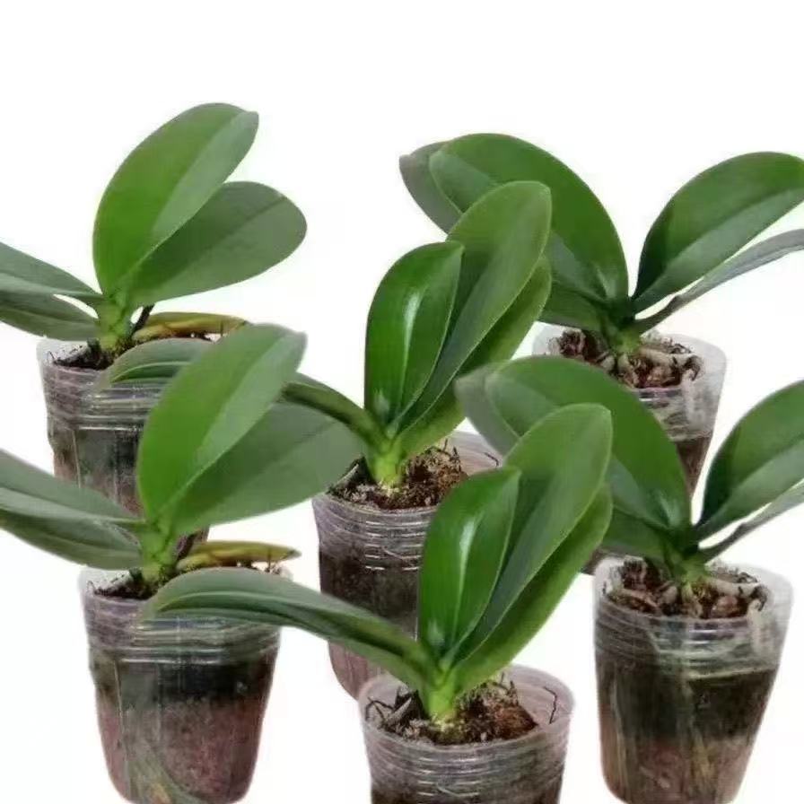 蝴蝶兰盆栽室内好养当年开花图片