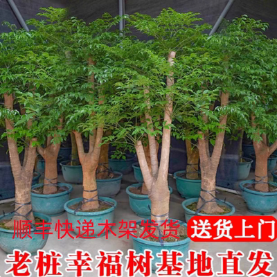 幸福树客厅大盆栽净化空气