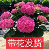 绣球花苗盆栽花卉植物室内花四季 开花不断无尽夏大花带花苞易成活