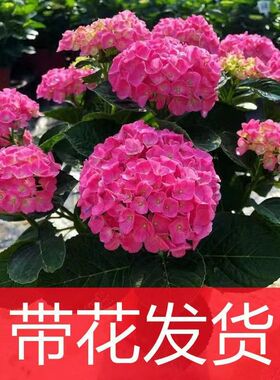 绣球花苗盆栽花卉植物室内花四季开花不断无尽夏大花带花苞易成活