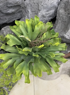 仿真热带雨林霸王鹿角蕨龙舌兰沙漠人造多肉植物落地绿植软装造景