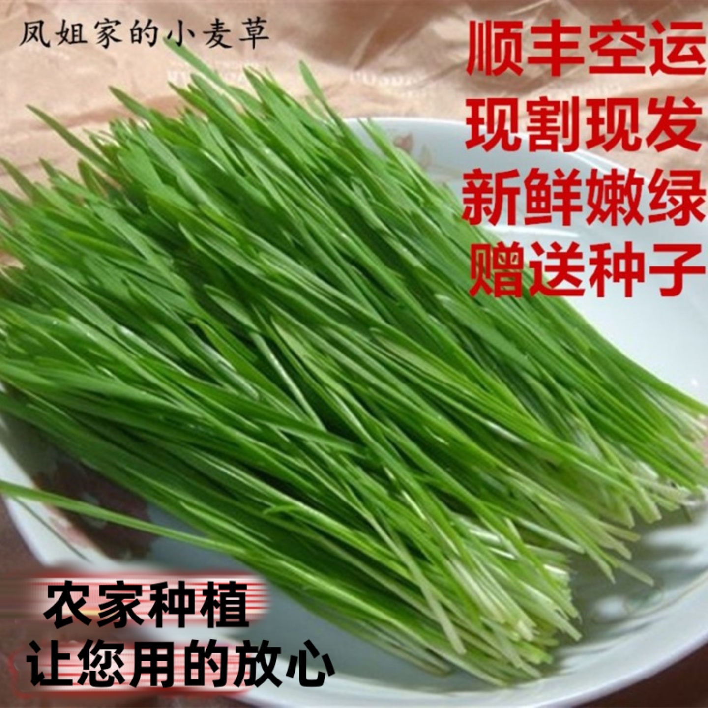 收藏送种子】小麦草麦苗天然榨汁