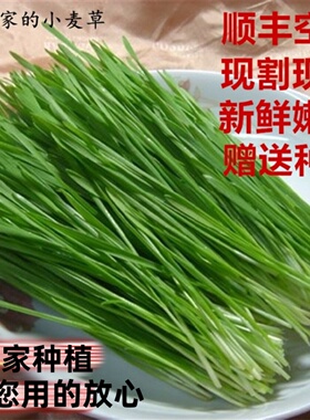 新鲜小麦草麦苗新鲜小麦苗榨汁小麦苗草高碱性农家种植做青团酵素