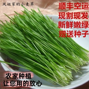 新鲜小麦草麦苗新鲜小麦苗榨汁小麦苗草高碱性农家种植做青团酵素