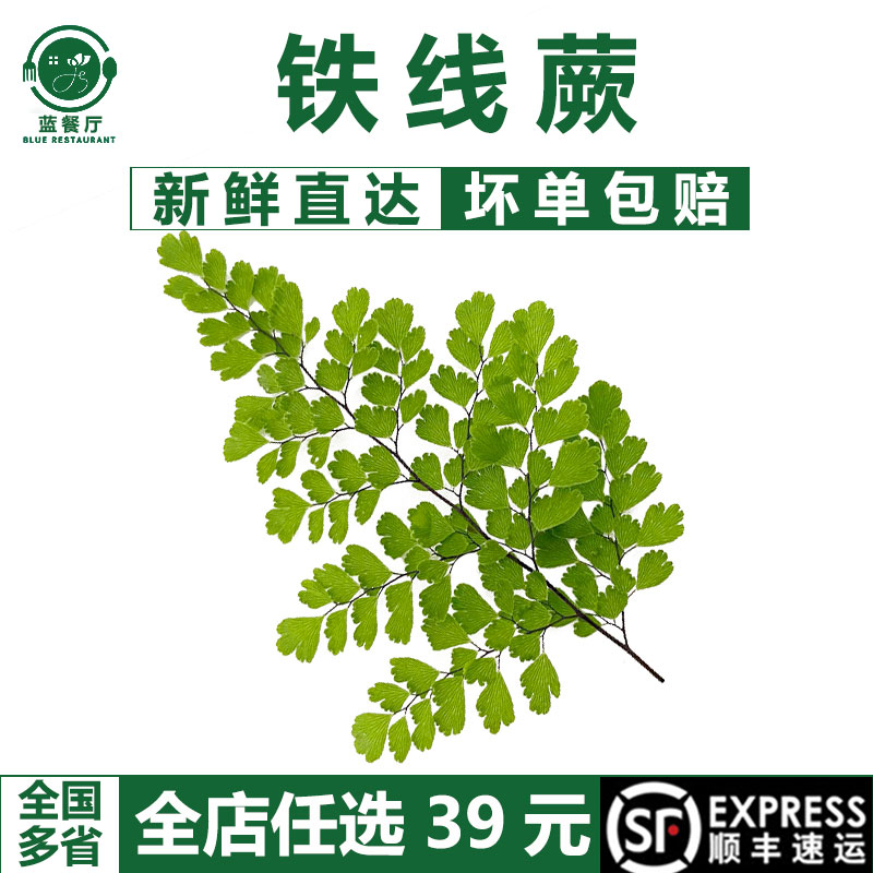 铁线蕨鲜花草约20支日料酒水装饰
