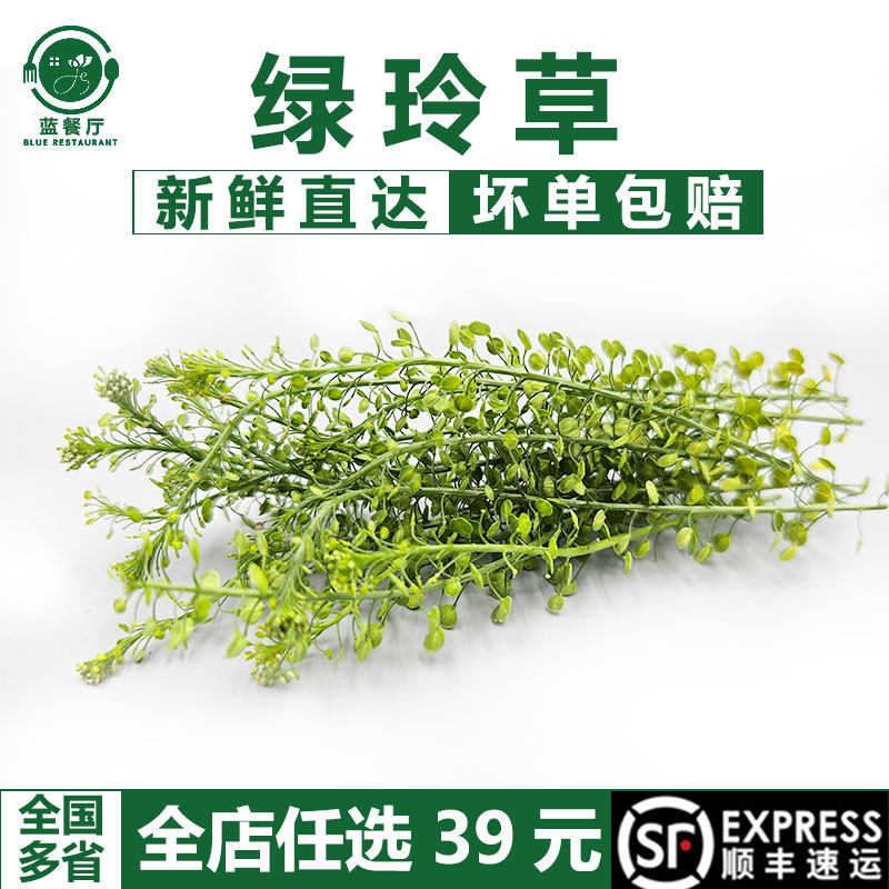 新鲜绿铃草20支蛋糕装饰