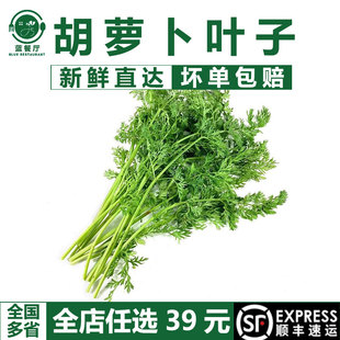 新鲜胡萝卜叶子500g 新鲜现摘萝卜叶 萝卜缨子 新鲜蔬菜胡萝卜叶