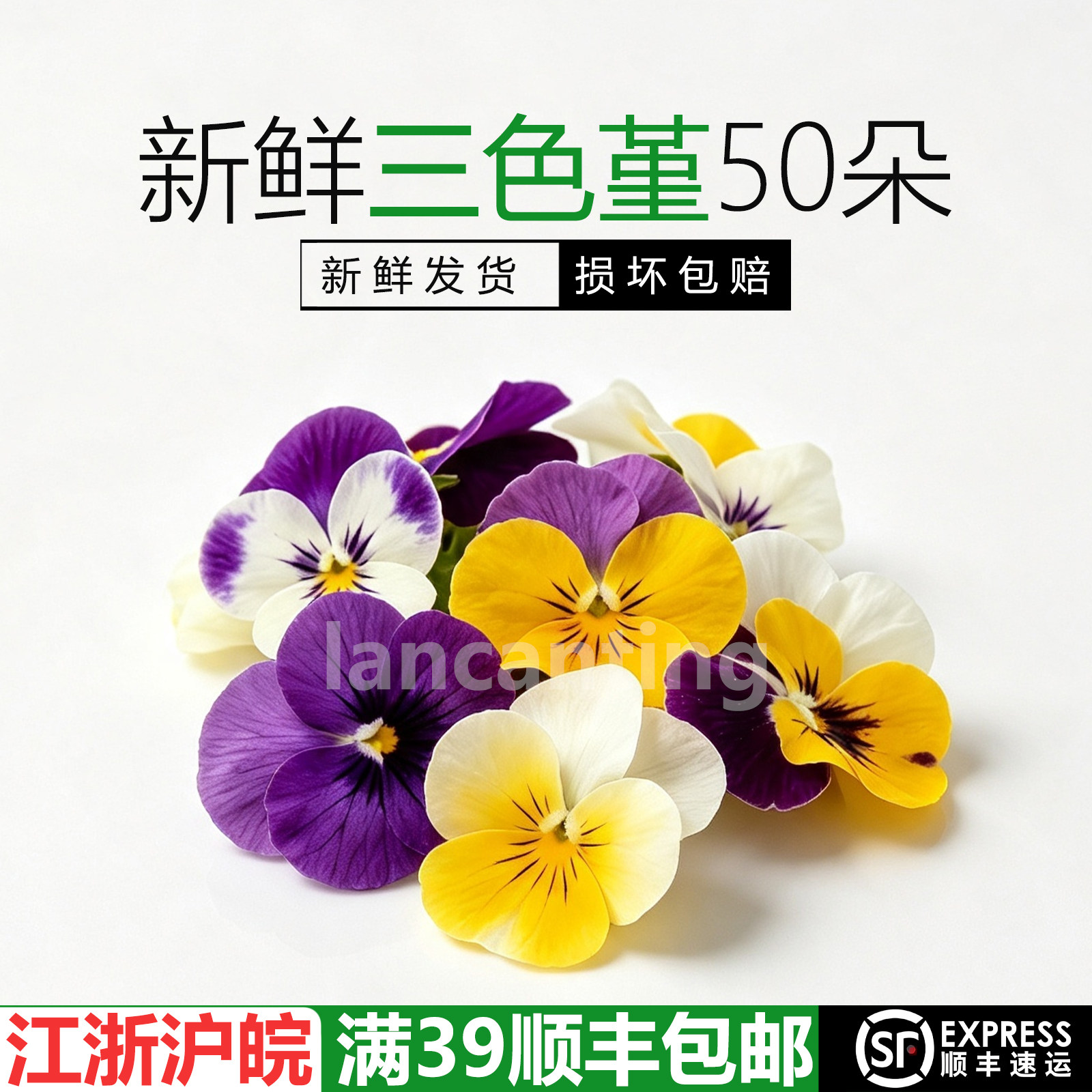 三色堇商用餐企专用摆盘花草新鲜