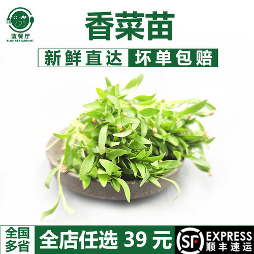 蓝餐厅可食用香菜苗15g