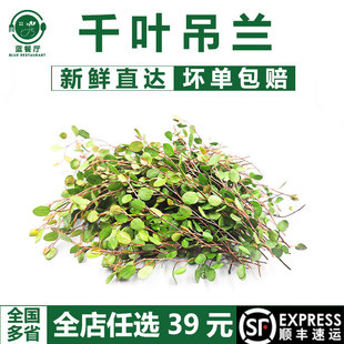 千叶吊兰20g 餐厅冷盘装饰叶子 日式料理海鲜摆盘烘焙甜蛋糕点缀