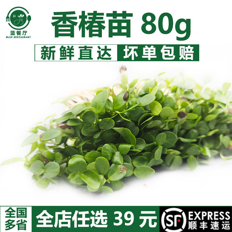 新鲜香椿芽苗菜香椿苗