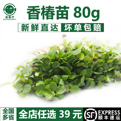 新鲜香椿芽苗菜香椿苗