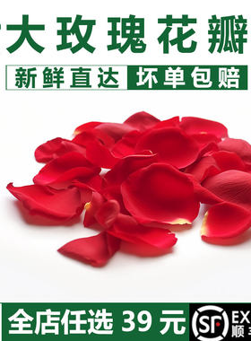 新鲜大玫瑰花瓣浪漫月季花