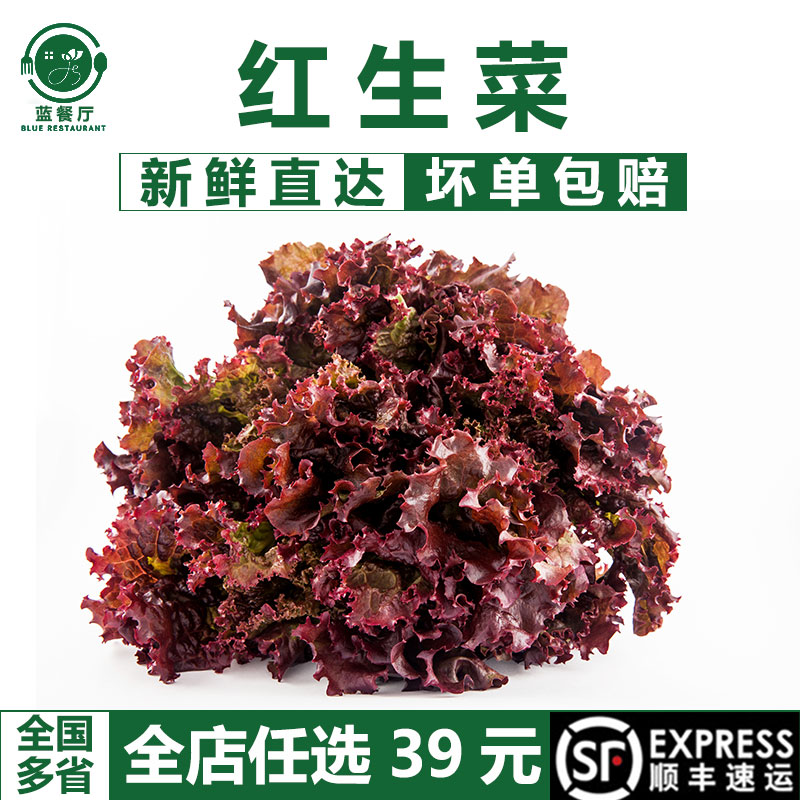 蓝餐厅新鲜红生菜紫叶生菜